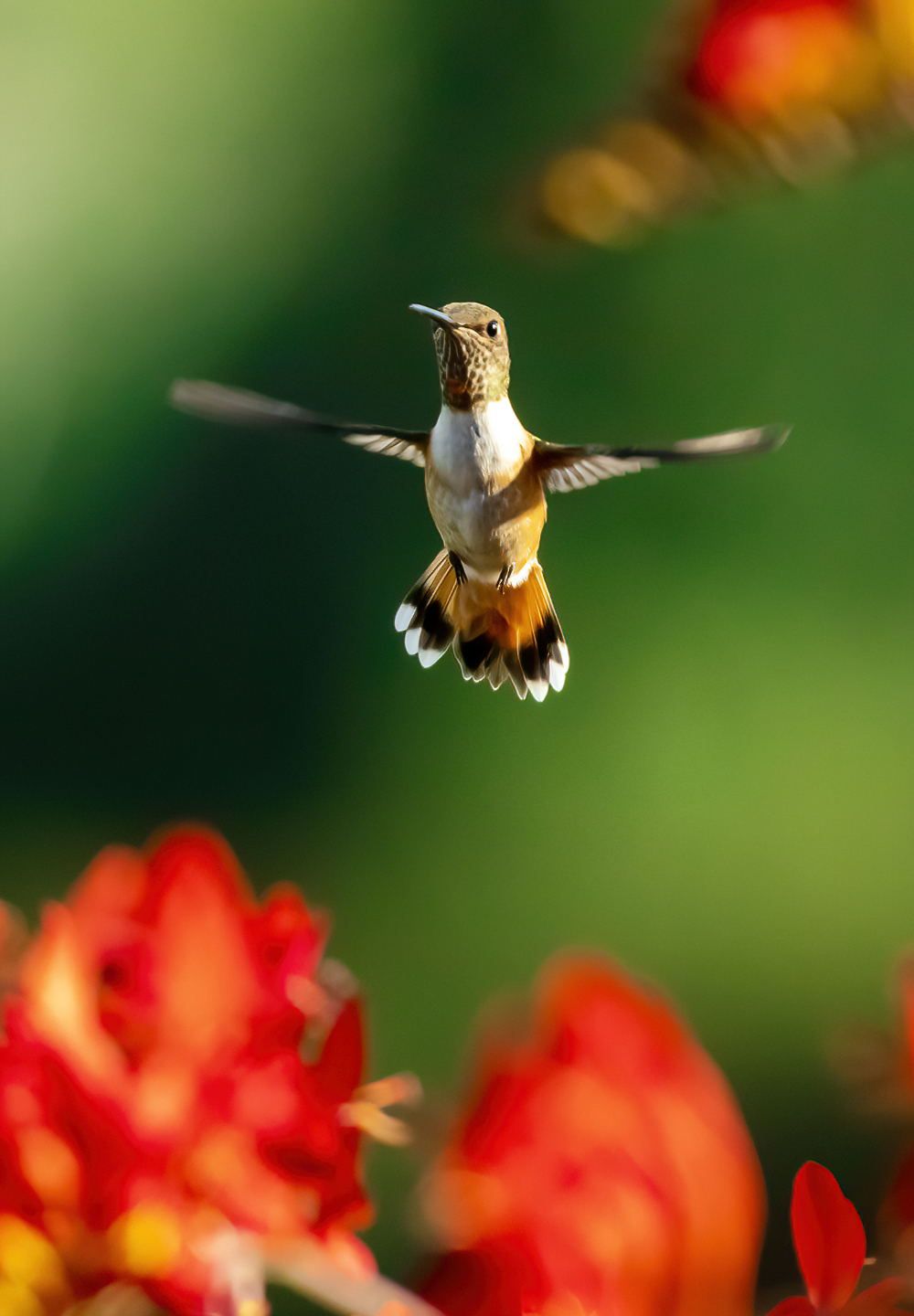 Washington Coast Humming Bird 18